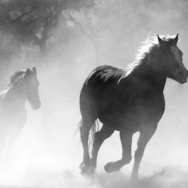 running horses