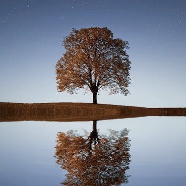 tree near the coast