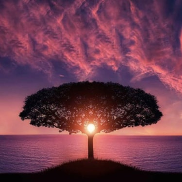 big tree, behind sunset